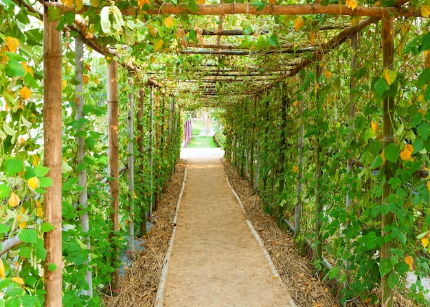 Túnel de verduras con pasarela, pasaje de túnel de árbol verde