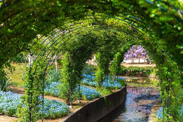 Túnel de vid verde del parque de flores