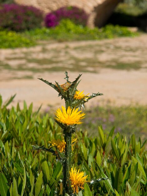 Foto túnez en áfrica