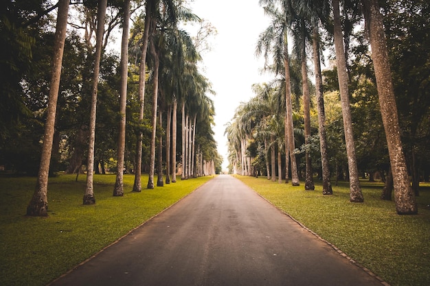 Tunnel Avenue tropischen Palmen Fußweg im Park