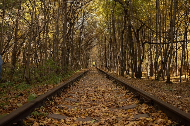 Tunnel der Liebe. Bogen von Bäumen. Die Schönheit der Ukraine. Herbstfarben. Gelbe Blattsaison.