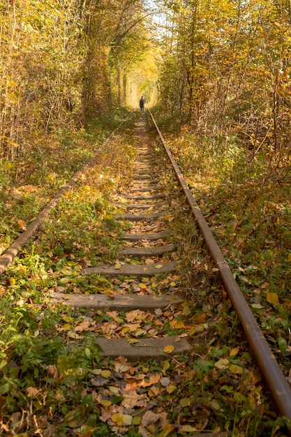Tunnel der Liebe. Bogen von Bäumen. Die Schönheit der Ukraine. Herbstfarben. Gelbe Blattsaison.