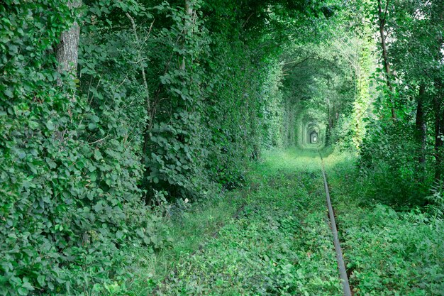 Tunnel der Liebe