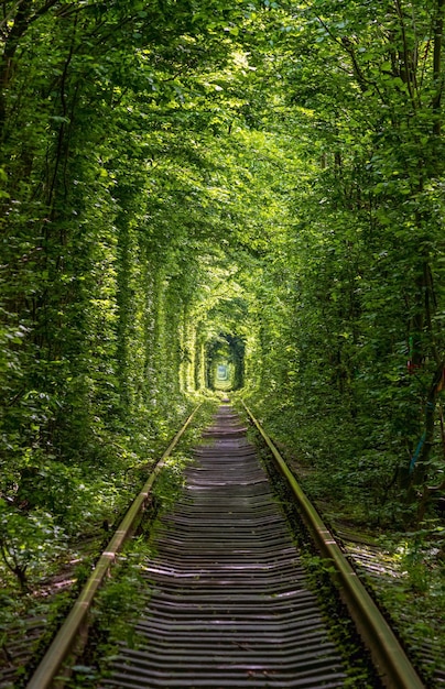 Tunnel der Liebesbahn im Wald in der Nähe von Klevan Ukraine