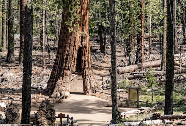 Tunnel Tree Giant Sequoia em Yosemite NP