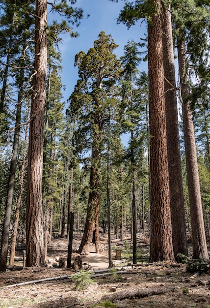 Tunnelbaum Riesenmammutbaum im Yosemite NP