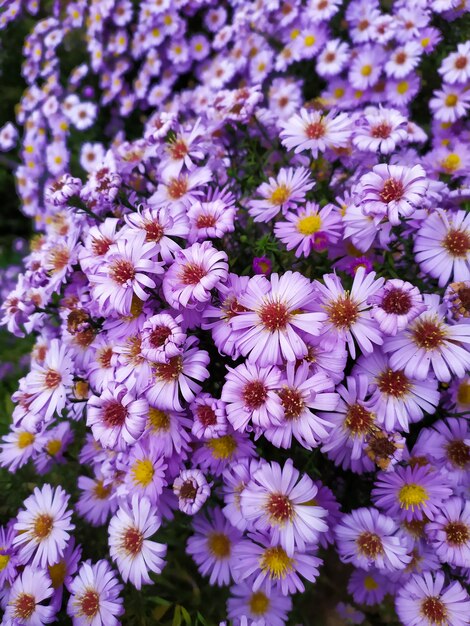 Tupida textura de flor de aster