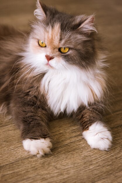 Tupido gato tendido sobre un piso de madera. Mascota de la familia de pelo largo con pelaje esponjoso y ojos amarillos, retrato de cerca