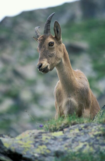 Foto tur capra caucasica do cáucaso ocidental cáucaso kabardinoparque nacional balkarskiy