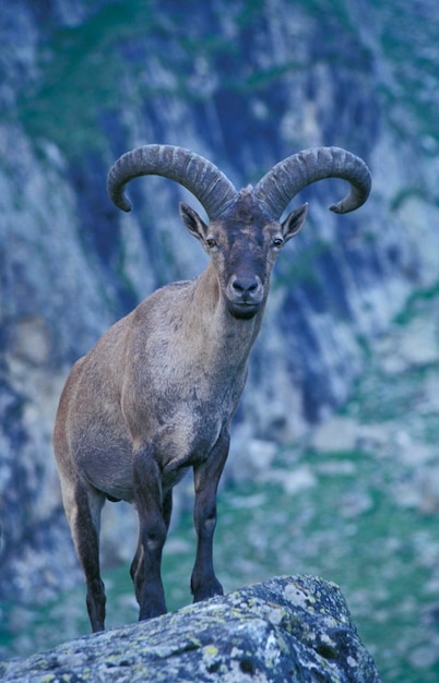 Tur Capra caucasica do Cáucaso Ocidental Cáucaso KabardinoParque Nacional Balkarskiy