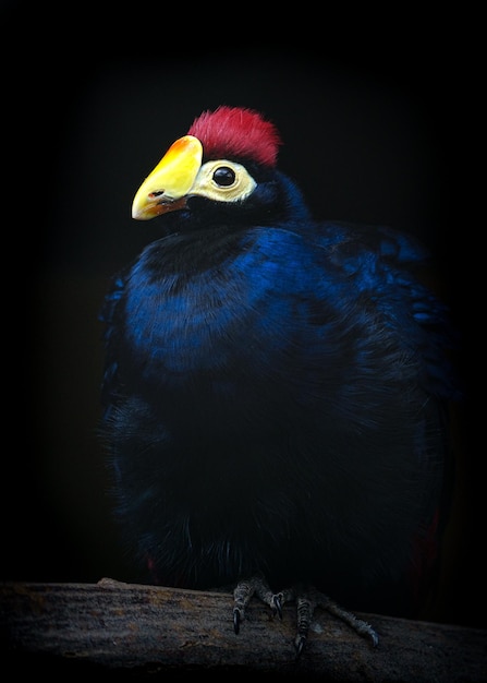 turaco de ross