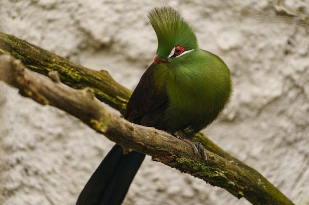 Turaco verde en rama