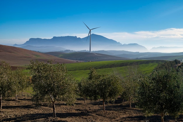 Foto turbina eólica en un campo de hierba con olivos en alora, andalucía, españa