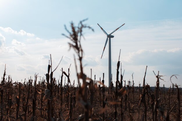 Turbina eólica em moinho de vento de campo de milho agrícola gerando energia verde Fundo de céu azul