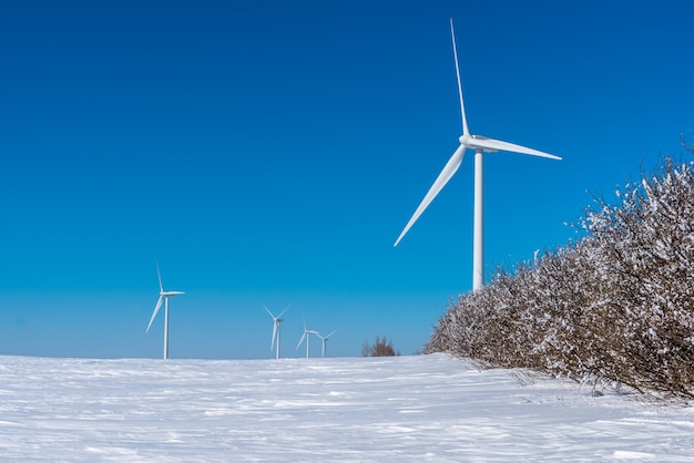 Las turbinas eólicas se elevan sobre una hilera de árboles cubiertos de escarcha helada en un invierno de Saskatchewan