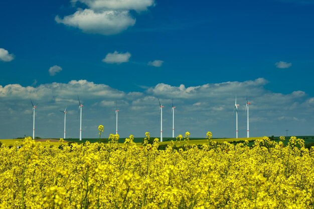 Turbinas eólicas no meio do campo de colza em flor gerando energia elétrica renovável protegem o meio ambiente deutschland