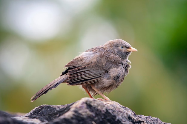 Turdoides é um gênero de pássaros passeriformes da família Riothrichidae.