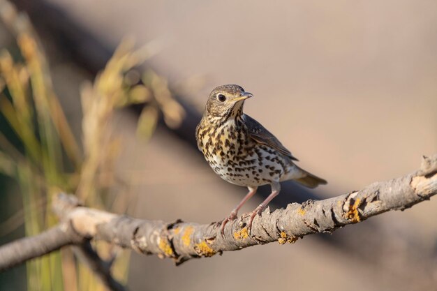 Foto turdus philomelos malaga, espanha