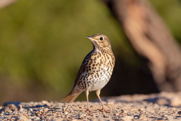 Foto turdus philomelos malaga, espanha