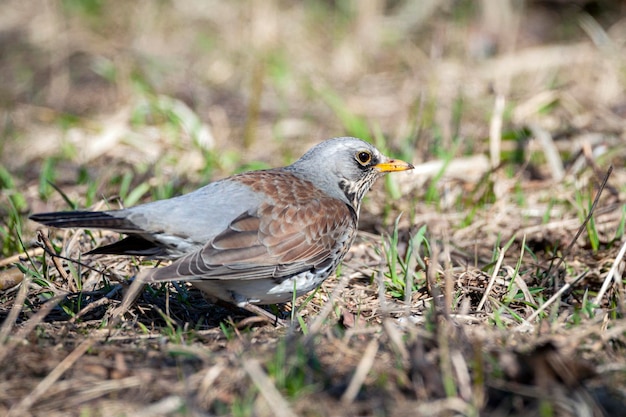 Foto el turdus pilaris está buscando gusanos en el suelo a principios de la primavera