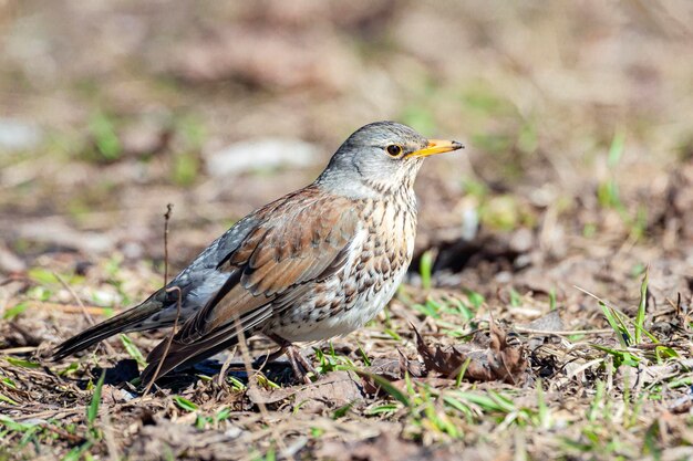 Foto el turdus pilaris está buscando gusanos en el suelo a principios de la primavera