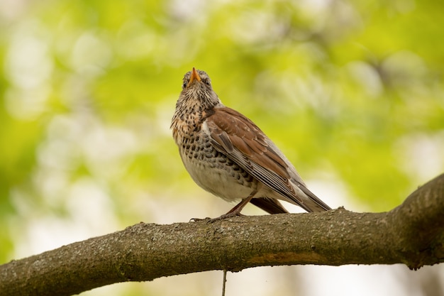 Turdus pilaris Sentado em um galho de árvore na floresta, close-up, foco seletivo.