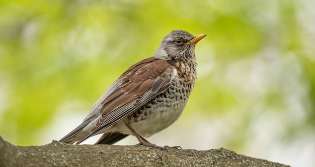 Turdus pilaris sentado en la rama de un árbol en el bosque, primer plano, enfoque selectivo.