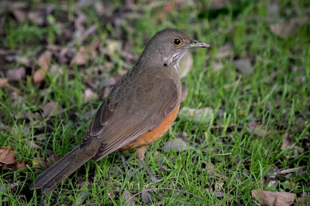 Turdus rufiventris na relva