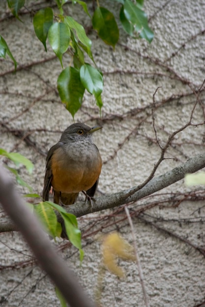 Turdus rufiventris en las ramas de un árbol