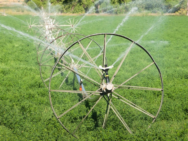 Turf farm Sistema de irrigação no campo agrícola.