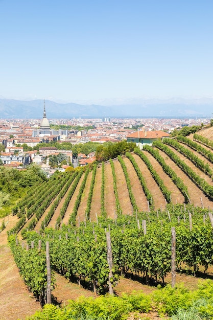 Turin Italien Panorama mit Mole Antonelliana Monument Weingut und Alpenbergen