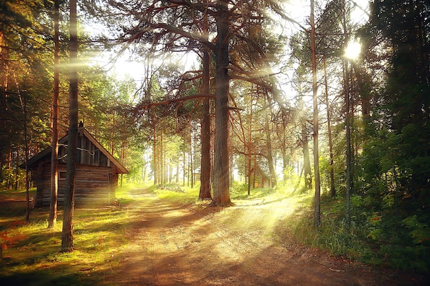 turismo de actividades al aire libre, casa de vacaciones en un bosque de pinos, paisaje de verano día soleado naturaleza norte