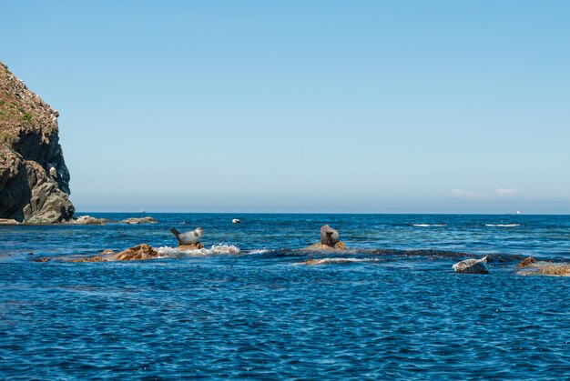 Turismo y viajes marítimos. Descanso en el mar.