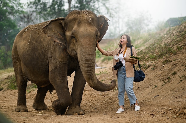 Turista alimenta a los elefantes de una manera divertida.