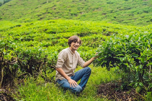 Turista de homens em uma plantação de chá. Natural selecionado, folhas de chá frescas na fazenda de chá em Cameron Highlands, Malásia. Conceito de ecoturismo