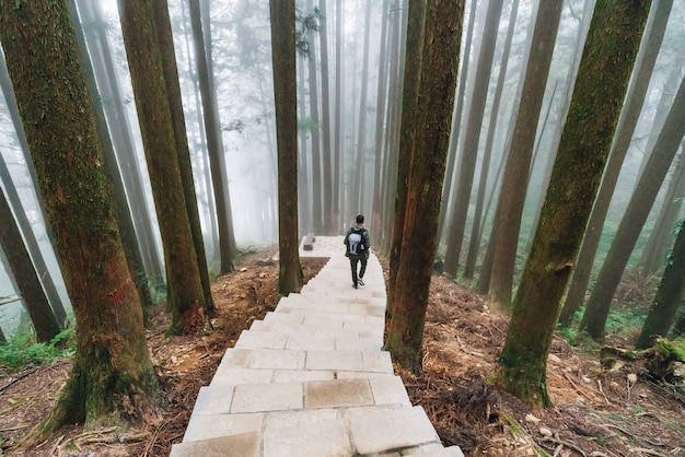 Turista masculino caminando por la escalera de piedra en el bosque de cedro japonés