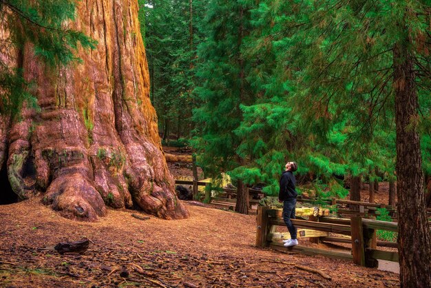 Turista mira hacia arriba a un árbol de secuoya gigante