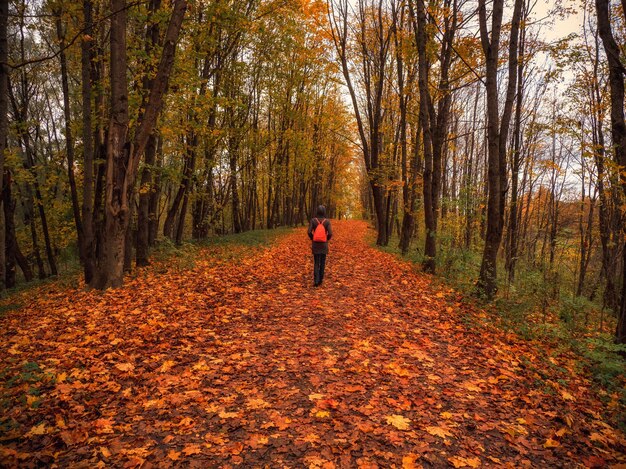 Turista de la mujer con la mochila en el camino del bosque oscuro del otoño bajo el arco de árboles que cubren el cielo.
