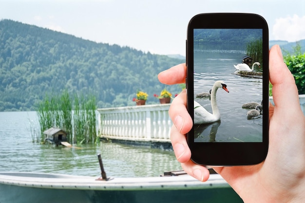 Turista tira foto de cisnes no lago Baviera