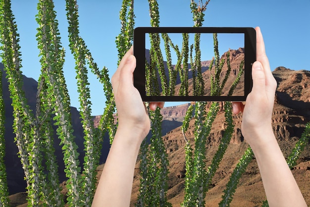 Turista tomando fotos de cactus en el Gran Cañón