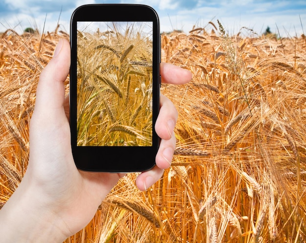 Turista tomando fotos del campo de trigo dorado