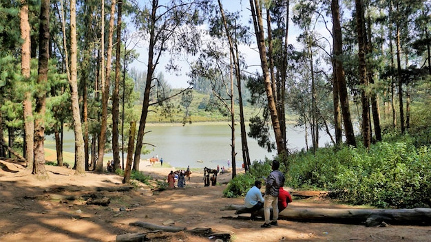 Turistas apreciando a bela paisagem do Lago Sandynulla da floresta de pinheiros Ooty Tamilnadu Índia
