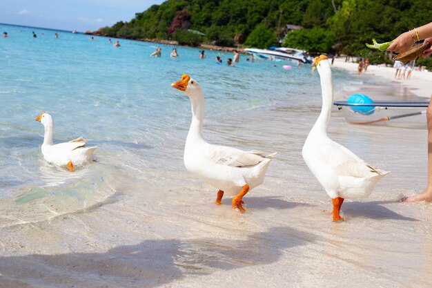 Turistas com gansos brancos na praia de Tien Koh Larn Pattaya Tailândia