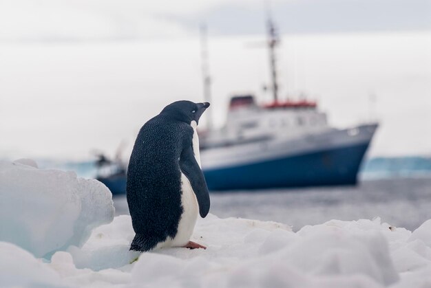 Turistas desembarcando en el paisaje antártico Isla Paulet cerca de la península antártica