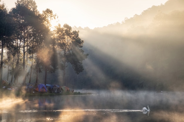 Turistas em uma floresta de pinheiros com vista panorâmica para acampar com um cisne no reservatório pela manhã, Pang Oung, Mae Hong Son, Tailândia