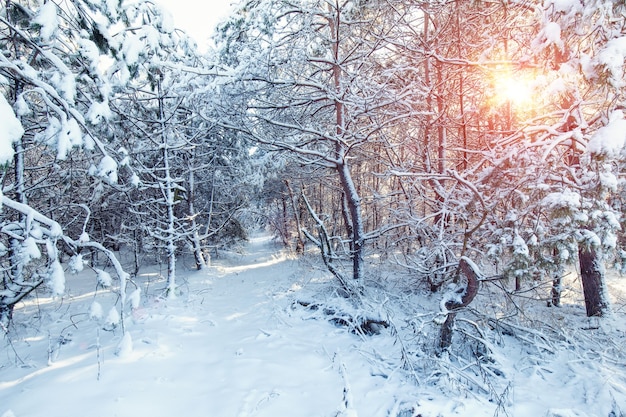 Los turistas están caminando en el bosque de invierno.