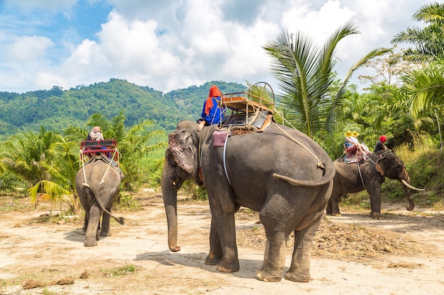 Turistas montando elefante a través de la selva