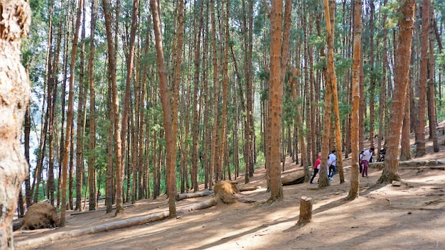 Turistas que apreciam a incrível floresta de pinheiros de Ooty Tamilnadu Índia Destino de lua de mel favorito no sul da Índia