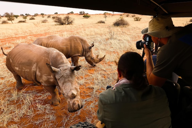 Los turistas toman fotografías de rinocerontes Kalahari Namibia