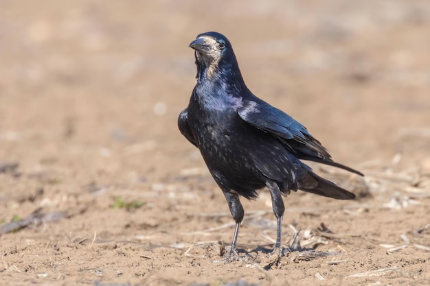 Turm auf dem Feld (Corvus frugilegus)